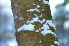 Tronc arbre neige