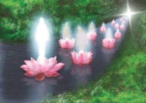 fleurs de lotus lumineux